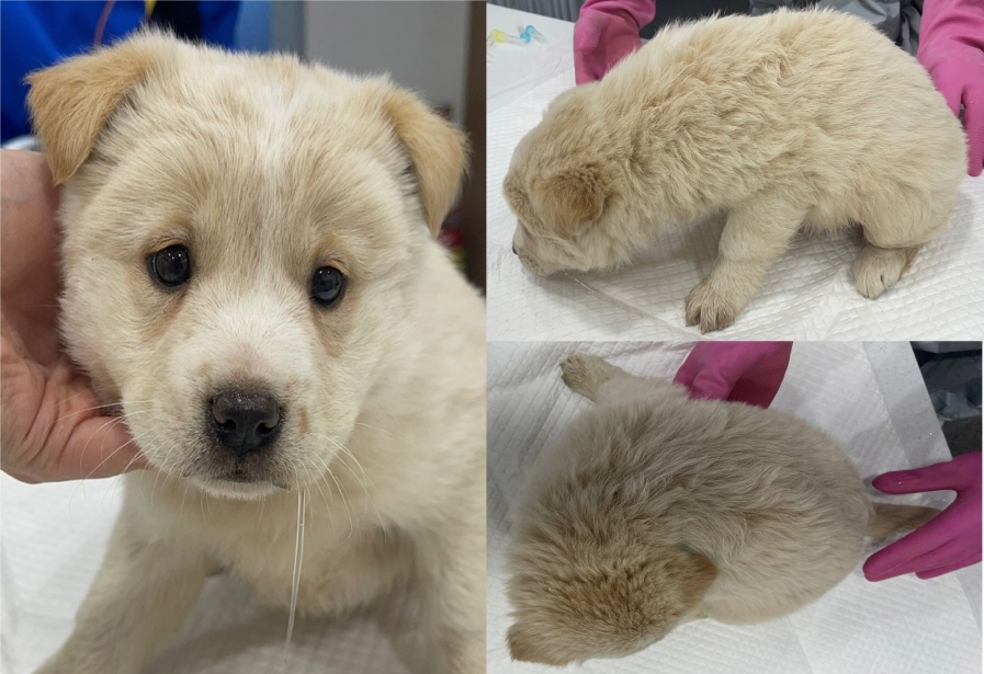 서산시 동물보호센터_444453202301351